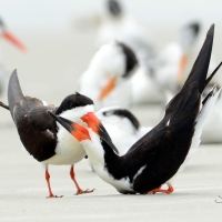 Black Skimmers at Jetty Park